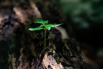 平安金管家怎樣退保