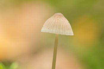 富贏金生怎么申請退保