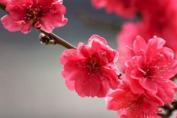 e生平安百萬醫(yī)療包不包含重大疾病