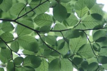 天安保險一年沒有交費(fèi)可以退保嗎