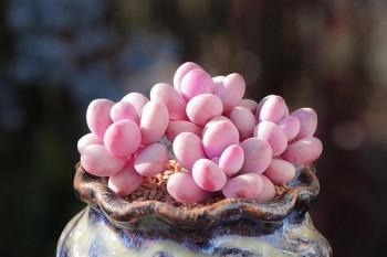華夏保險(xiǎn)網(wǎng)上退保怎么辦理流程