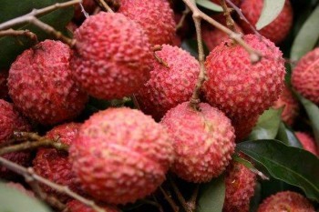 京惠保百萬醫(yī)療險保障范圍