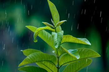 百萬醫(yī)療險(xiǎn)排除地中海貧血及并發(fā)癥