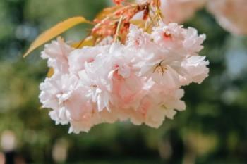 保險(xiǎn)退保有哪些手續(xù)