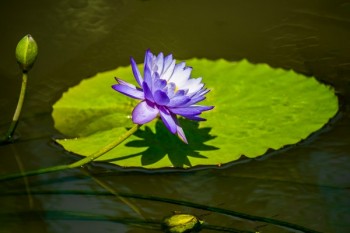 泰康匯贏年金保險(xiǎn)能退保么