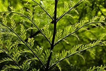 分紅保險(xiǎn)退保能退多少錢(qián)