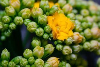 華夏常青樹少兒版退保能退多少錢