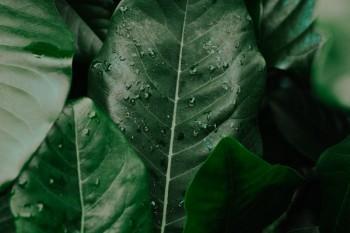 新華人壽保險(xiǎn)退保給別人