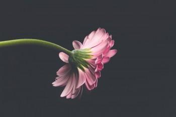華夏福臨門智慧版退保多少錢