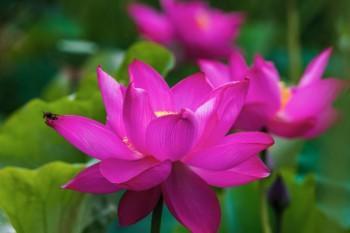 新華保險(xiǎn)分紅保險(xiǎn)退保退多少