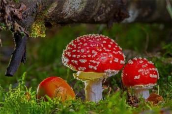 太平洋退保比例是多少