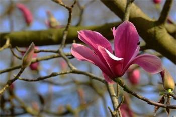 華夏財(cái)富1號(hào)保險(xiǎn)退保