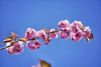 中國人壽保險(xiǎn)兩年后退保能退多少