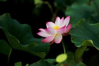 商業(yè)險(xiǎn)退保流程怎么操作
