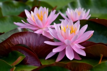 網(wǎng)上取消失業(yè)補(bǔ)助金領(lǐng)取