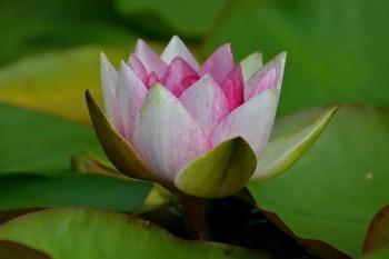 百萬醫(yī)療幾天生效