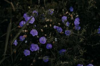 大黃蜂6號少兒重疾險