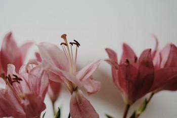 關(guān)于養(yǎng)老金調(diào)整的最新政策