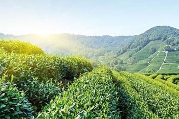 養(yǎng)老保險單位和個人繳費比例