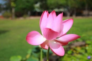 保險(xiǎn)交了3年要退保能給多錢