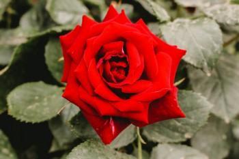 人壽分紅保險(xiǎn)10年交滿可以退保嗎