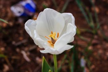 分紅型保險交滿10年能退多少錢