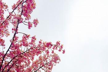 百萬醫(yī)療和重疾險(xiǎn)哪個(gè)