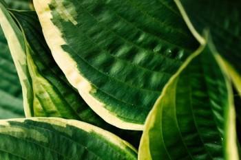 人壽分紅保險10年交滿可以退保嗎？退保方式是什么？	  