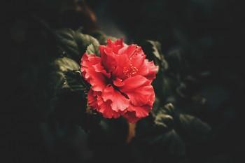 廣州個(gè)人社保怎么繳納