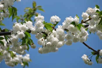 平安智勝人生退保最佳年限