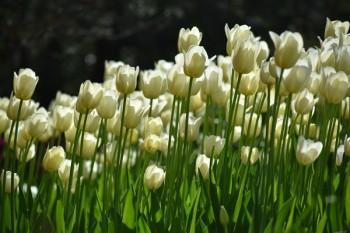 去柜臺(tái)退保需要帶什么資料
