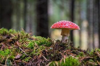 分紅保險(xiǎn)退保多久到賬