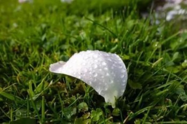 每年交10000交了4年退保能退多少