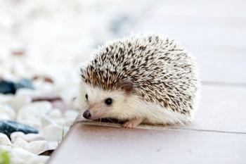 <a href=