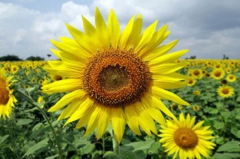 太保境內(nèi)出行保條款詳解