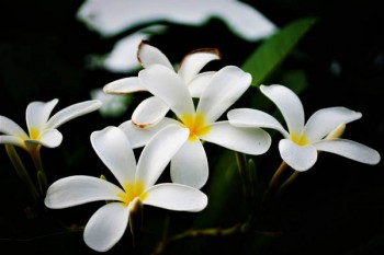 信泰如意享養(yǎng)老金怎么樣