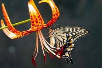 保險(xiǎn)補(bǔ)交了也不去退保可以嗎