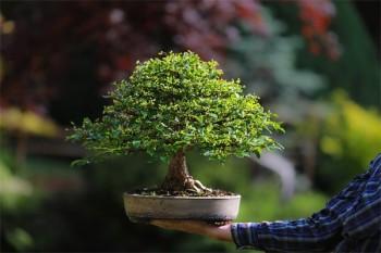 10年平安福退保