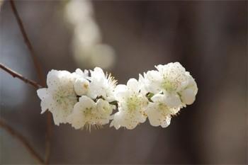 平安福重疾險(xiǎn)包含哪些疾病