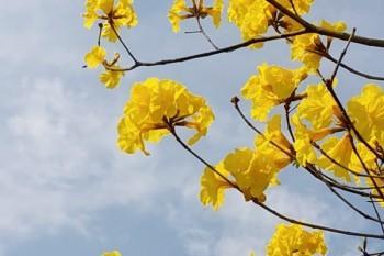 金福人生退保能退百分之幾
