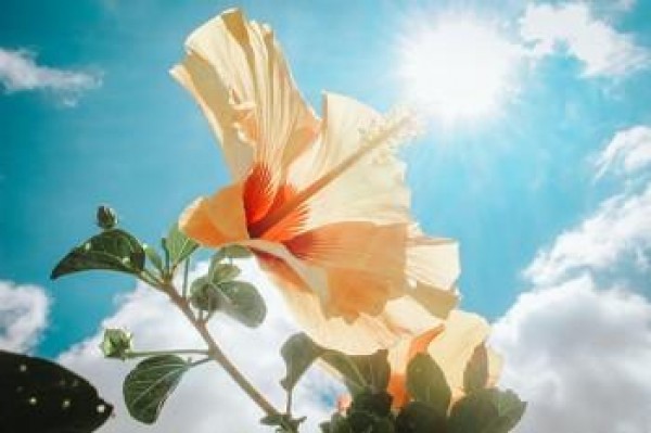 社?？ㄈツ睦锛せ? /></p>
<p><strong>二、社保卡去哪里激活</strong></p>
<p>社?？ㄏ胍せ畹脑?，可以有以下幾種方法可以進(jìn)行激活：</p>
<p>1、直接去社保局進(jìn)行激活</p>
<p>可以帶上身份證以及社?？?，去往當(dāng)?shù)氐纳绫＞址?wù)窗口進(jìn)行激活，相關(guān)工作人員會為各位辦理相關(guān)手續(xù);</p>
<p>2、定點醫(yī)療機構(gòu)進(jìn)行激活</p>
<p>可以直接帶上自己的社?？?，去往當(dāng)?shù)氐亩c醫(yī)療機構(gòu)進(jìn)行就診的時候，將社保卡激活;</p>
<p>3、撥社保局電話進(jìn)行激活</p>
<p>可以直接撥打當(dāng)?shù)厣绫＞止俜娇头娫?，根?jù)語音提示轉(zhuǎn)接人工客服電話，之后按照提示輸入自己的相關(guān)信息就可以將社?？せ?</p>
<p>總之大家拿到自己的社?？ㄖ?，一定要及時的去變更好社?？艽a，逼民因為社?？ㄟz失而被故意盜刷。</p>
<p><strong>三、社?？ɡ锩娴腻X可以取出來嗎</strong></p>
<p>社?？ɡ锩娴腻X通常情況下是取不出來的，當(dāng)然具體還是要以實際情況為準(zhǔn)。</p>
<p>要知道大家手中的社?？ūM管說相當(dāng)于是一張銀行卡，但是這張銀行卡的社保賬戶跟銀行賬戶是分開的，因此實際是分為了兩個不同的賬戶。</p>
<p>總之一般來說大家所繳納的養(yǎng)老保險，實際上是計入了社保中心的，而且通常來說都是由政府那邊進(jìn)行管理，而且社保卡內(nèi)的錢還是屬于自己的，不過大家千萬不要相信社?？▋?nèi)的錢套現(xiàn)什么之類的傳言，而套現(xiàn)社?？▋?nèi)的錢是屬于違法行為。</p>
<p>以上就是全部有關(guān)于社?？ㄈツ睦锛せ畹膬?nèi)容介紹，其實社?？せ罘譃榱撕脦追N方法，大家可以任意選擇其中一種即可，除此之外，大家一定要記得及時的更換社?？艽a，以免遺失后造成被惡意盜刷的情況。</p>
<p></p>
<p>推薦閱讀：</p><p><a title='社保卡在哪里激活需要指定銀行嗎？怎么查詢余額？' href='/88832.html' target='_blank' rel='noopener'>社?？ㄔ谀睦锛せ钚枰付ㄣy行嗎？怎么查詢余額？</a></p><p><a title='建設(shè)銀行的社保卡在哪里激活？社?？ㄓ惺裁从?？' href='/87843.html' target='_blank' rel='noopener'>建設(shè)銀行的社?？ㄔ谀睦锛せ?？社?？ㄓ惺裁从?？</a></p><p><a title='社?？ㄈツ睦镛k理？多久能拿到？' href='/85231.html' target='_blank' rel='noopener'>社?？ㄈツ睦镛k理？多久能拿到？</a></p>
                            </div>

                            <div style=