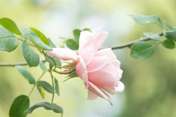 社保和醫(yī)保有什么區(qū)別