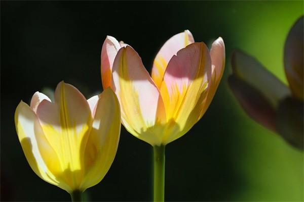 保險(xiǎn)到期了提前幾天退保？退保需要多久？