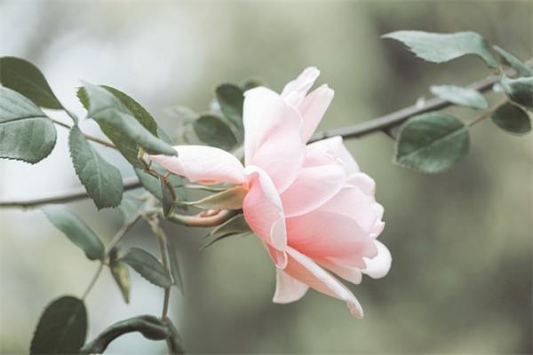社保工傷保險(xiǎn)怎么賠償