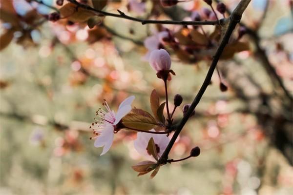 平安保險(xiǎn)4年退保能退多少