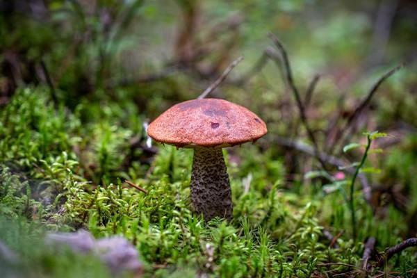 中國平安人壽保險退保能退多少