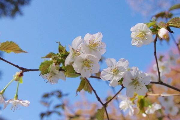 養(yǎng)老保險微信怎么交費