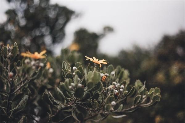 一年保費(fèi)6000元第二年退保