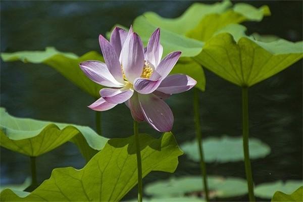 眾安百萬醫(yī)療險(xiǎn)是真的嗎可靠嗎