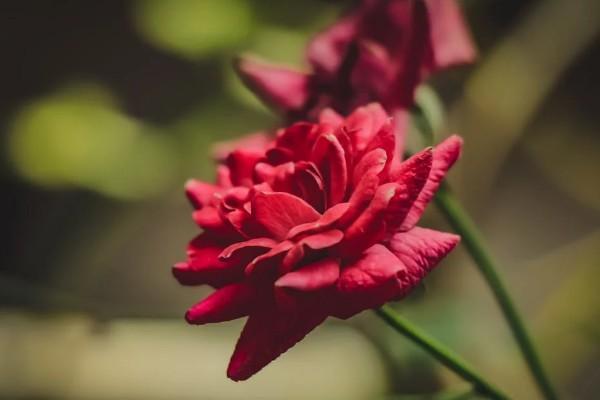中國(guó)人壽一年一萬(wàn)是什么保險(xiǎn)
